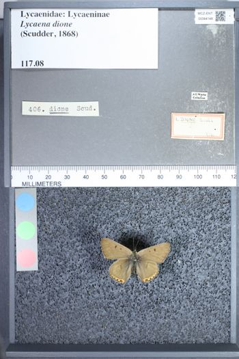 Media type: image;   Entomology 64148